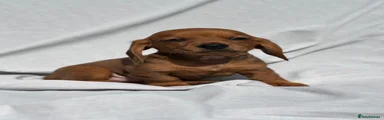 Miniature Dachshund 1