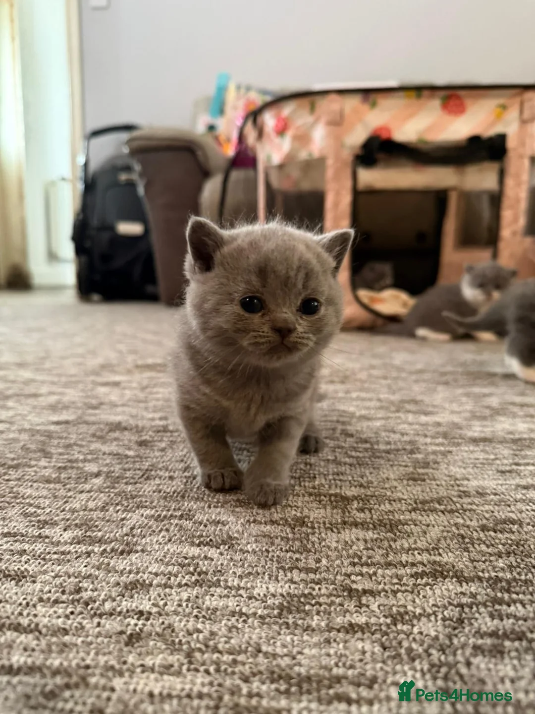 British Shorthair cats for sale: BRITISH SHORTHAIR LAST LITTLE BOY  - Advert 8