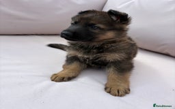 German Shepherd dogs for sale: Stunning German shepherd puppies  - Image 6