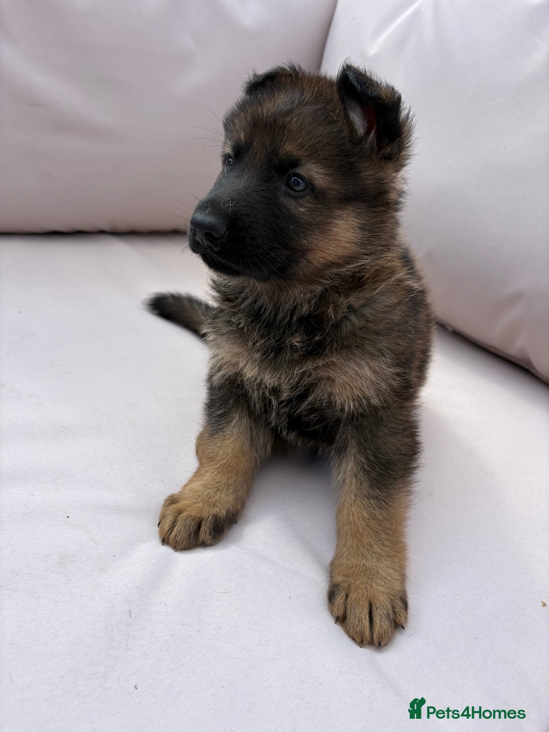 German Shepherd dogs for sale: Stunning German shepherd puppies  - Image 6