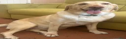 Labrador Retriever dogs for sale: Labrador Retriever - Emotional Support dog  - Advert 1