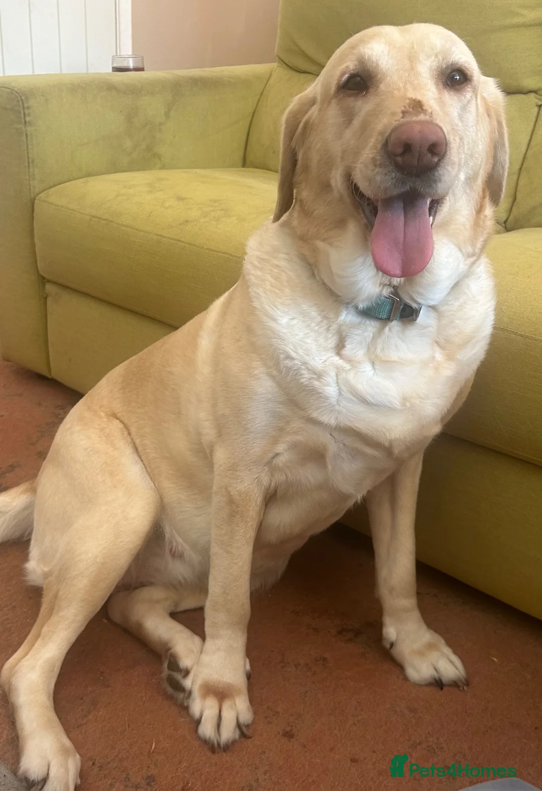 Labrador Retriever dogs for sale: Labrador Retriever - Emotional Support dog  - Advert 1