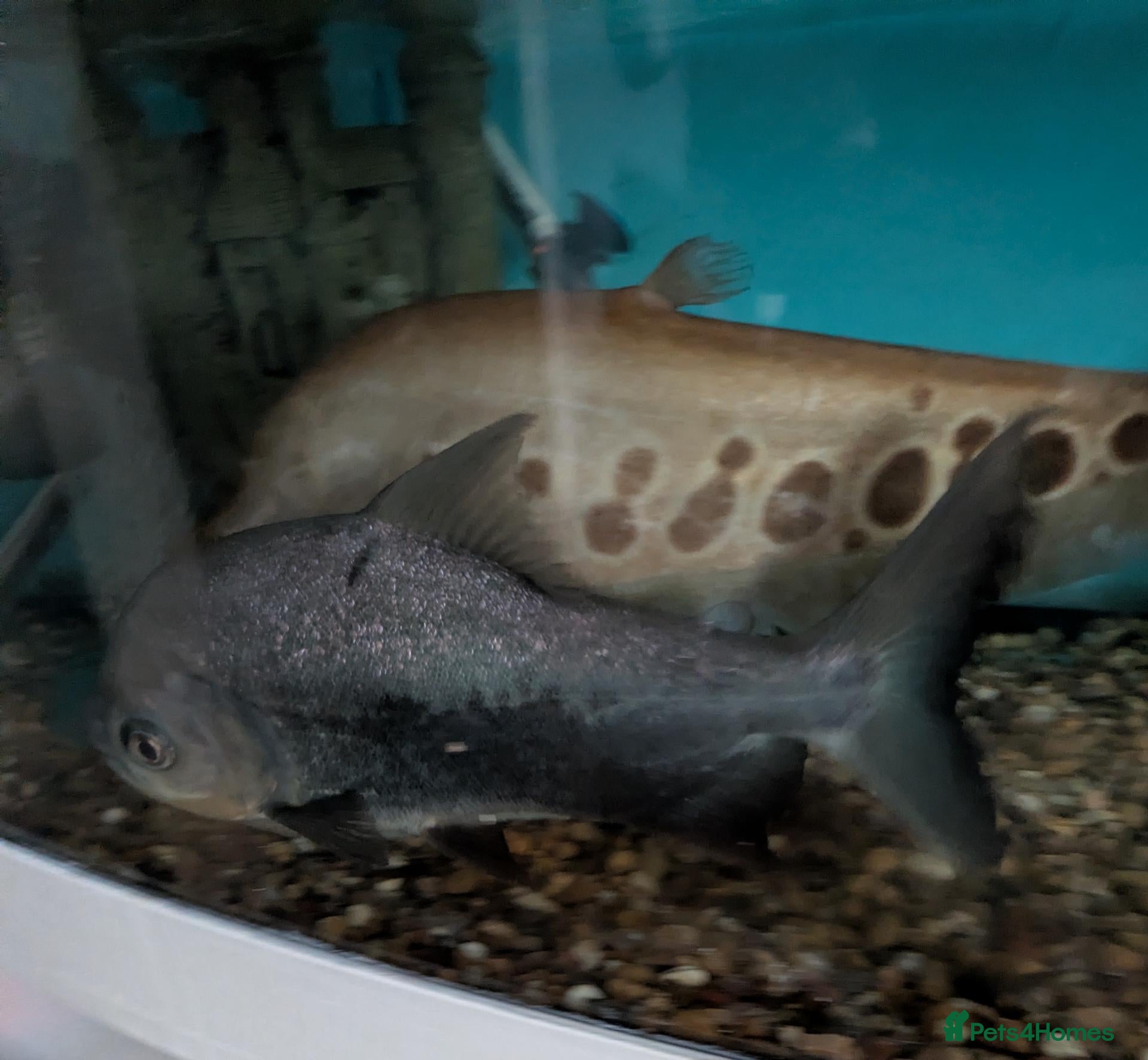 Other/Mixed Breed fish  Various large fish needing new homes - Advert 1