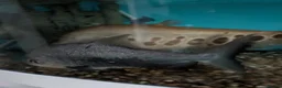 Other/Mixed Breed fish for sale:  Various large fish needing new homes - Advert 1