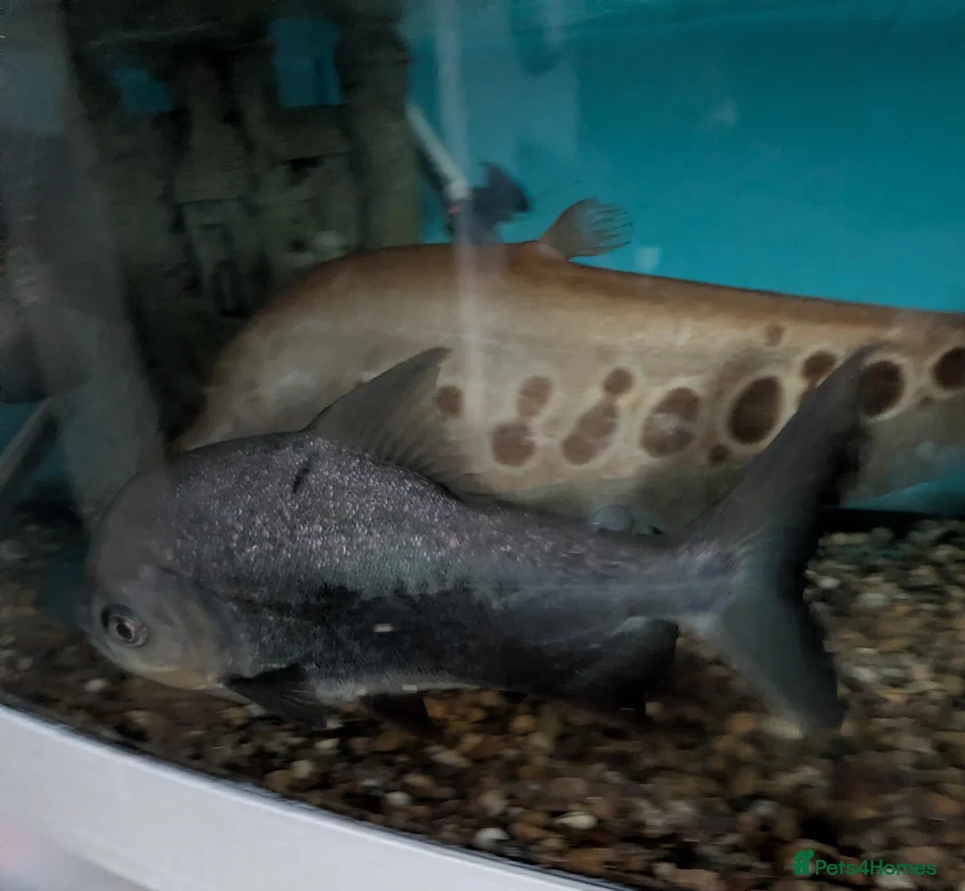 Other/Mixed Breed fish for sale:  Various large fish needing new homes - Advert 1