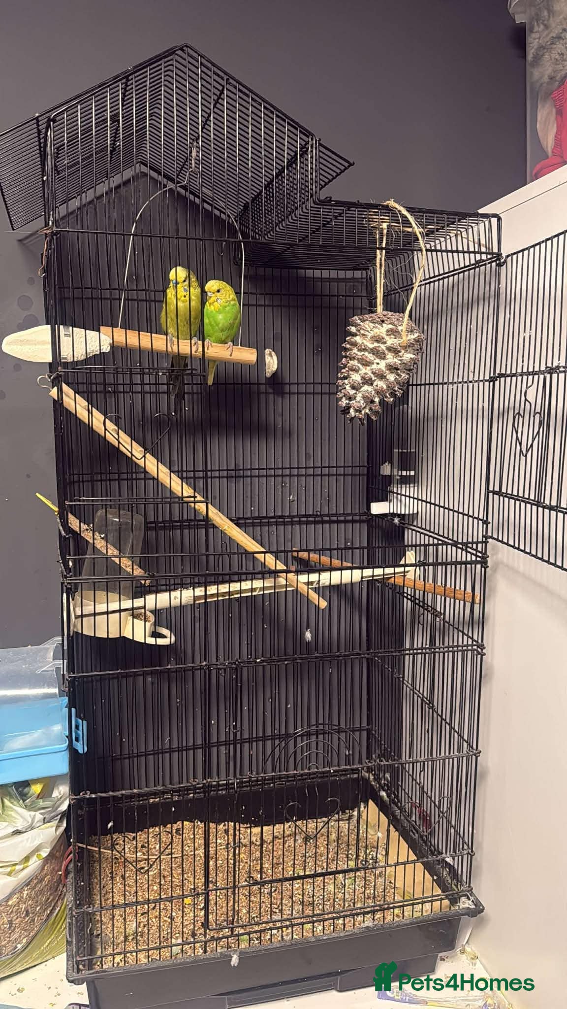 Budgerigars birds 2buddgies  - Advert 1