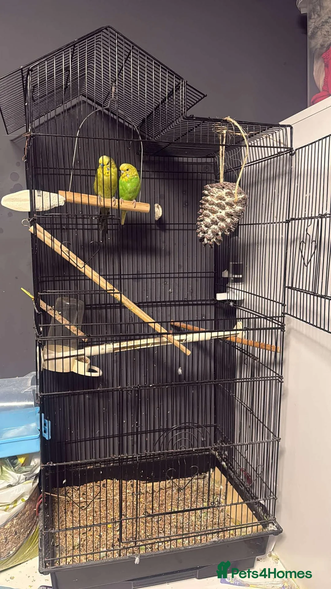 Budgerigars birds for sale: 2buddgies  in Birmingham - Advert 1