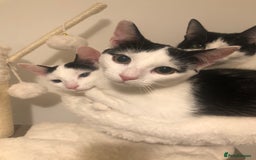 European cats for sale: 2 adorable female kittens 16 weeks  - Image 5