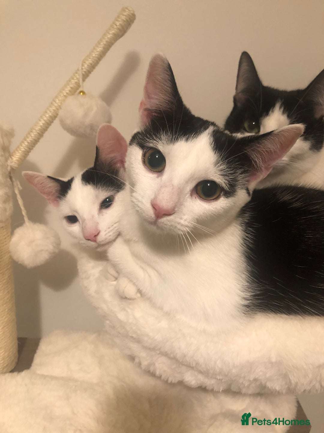 European cats for sale: 2 adorable female kittens 16 weeks  - Image 5