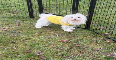 Maltese dogs Crystal: The Little Dog Who Survived - Advert 12