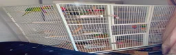 Ringnecks birds for sale: Indian Ringneck parrot  in Tamworth - Advert 6