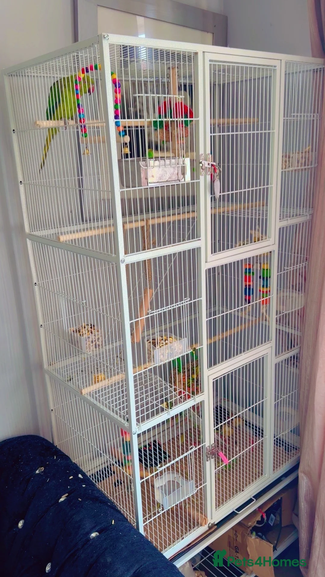 Ringnecks birds for sale: Indian Ringneck parrot  in Tamworth - Advert 6