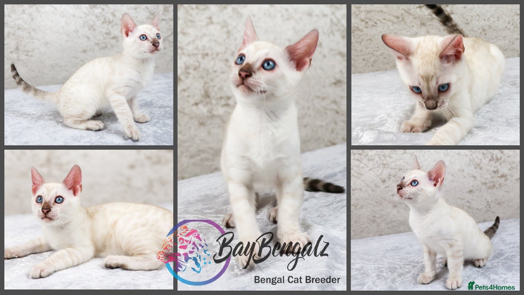 Bengal cats for sale: 1 Boy left, Bengal Snow kittens from RW TGC Sire - Image 4
