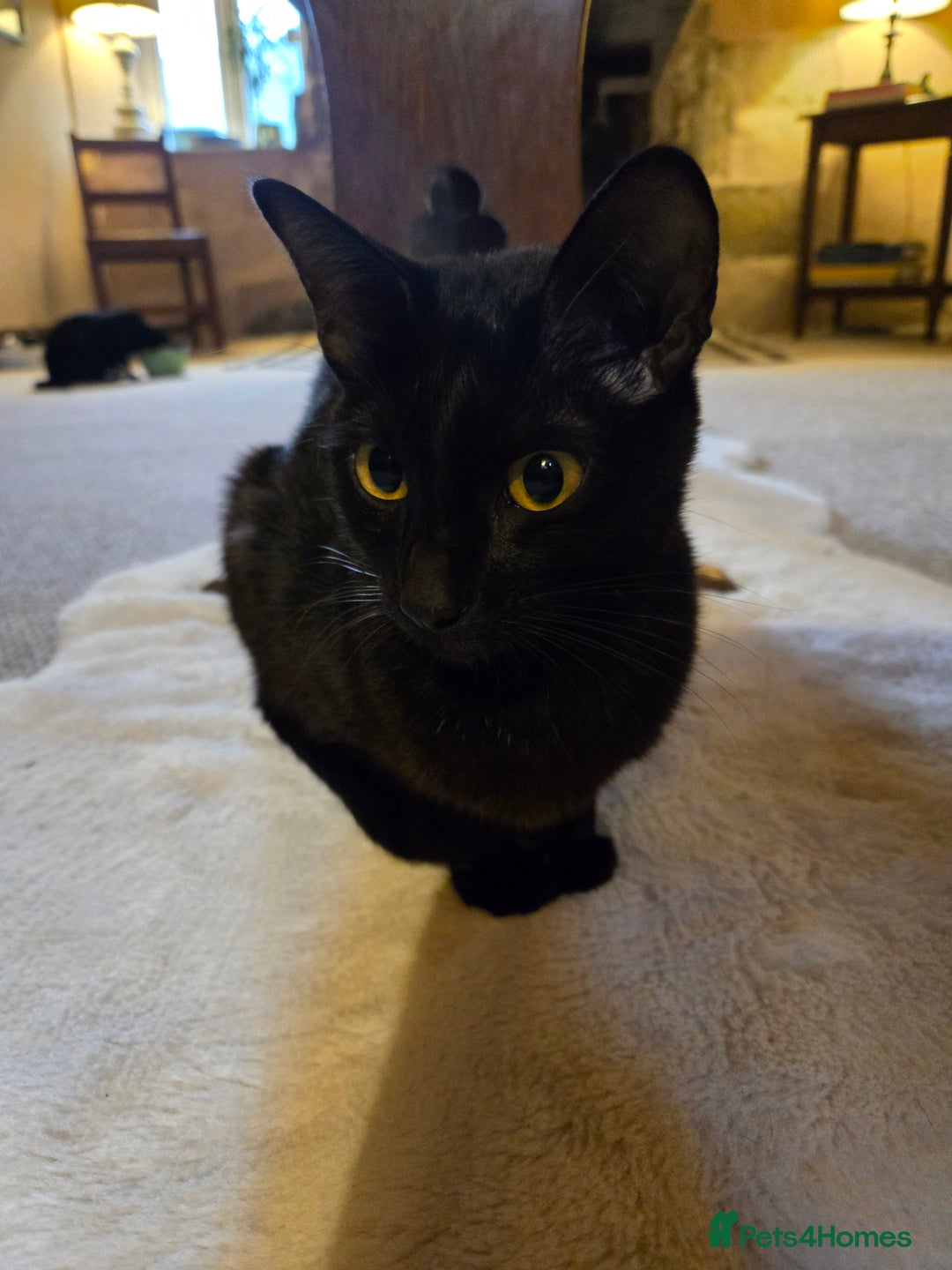 Mixed Breed cats for sale: Beautiful little boy ready for his forever home. - Image 5