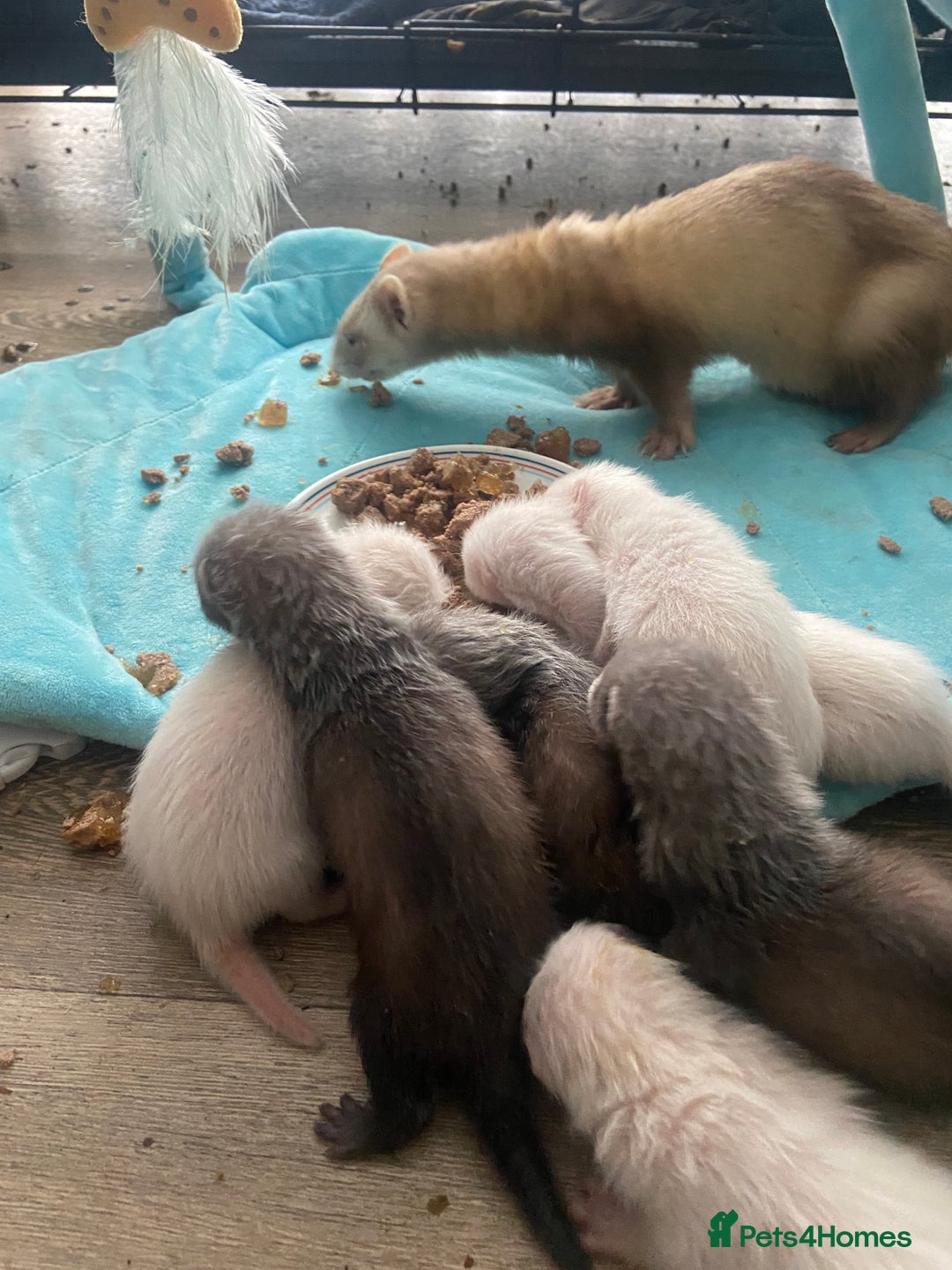 Ferret rodents for sale: Ferrets - Image 17