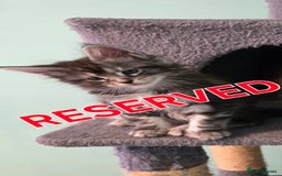 Maine Coon cats for sale: XXL Maine Coon kittens - Image 14