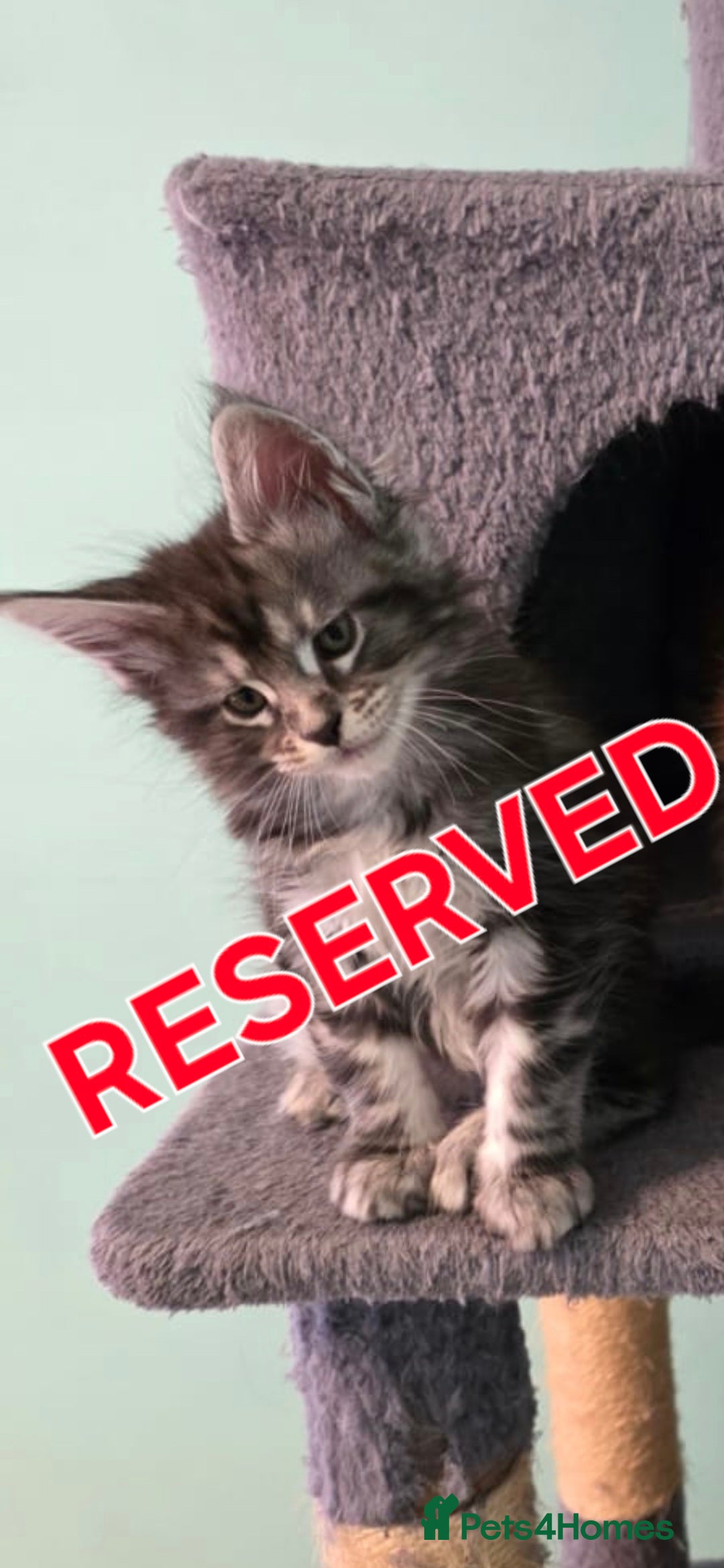 Maine Coon cats for sale: XXL Maine Coon kittens - Image 14
