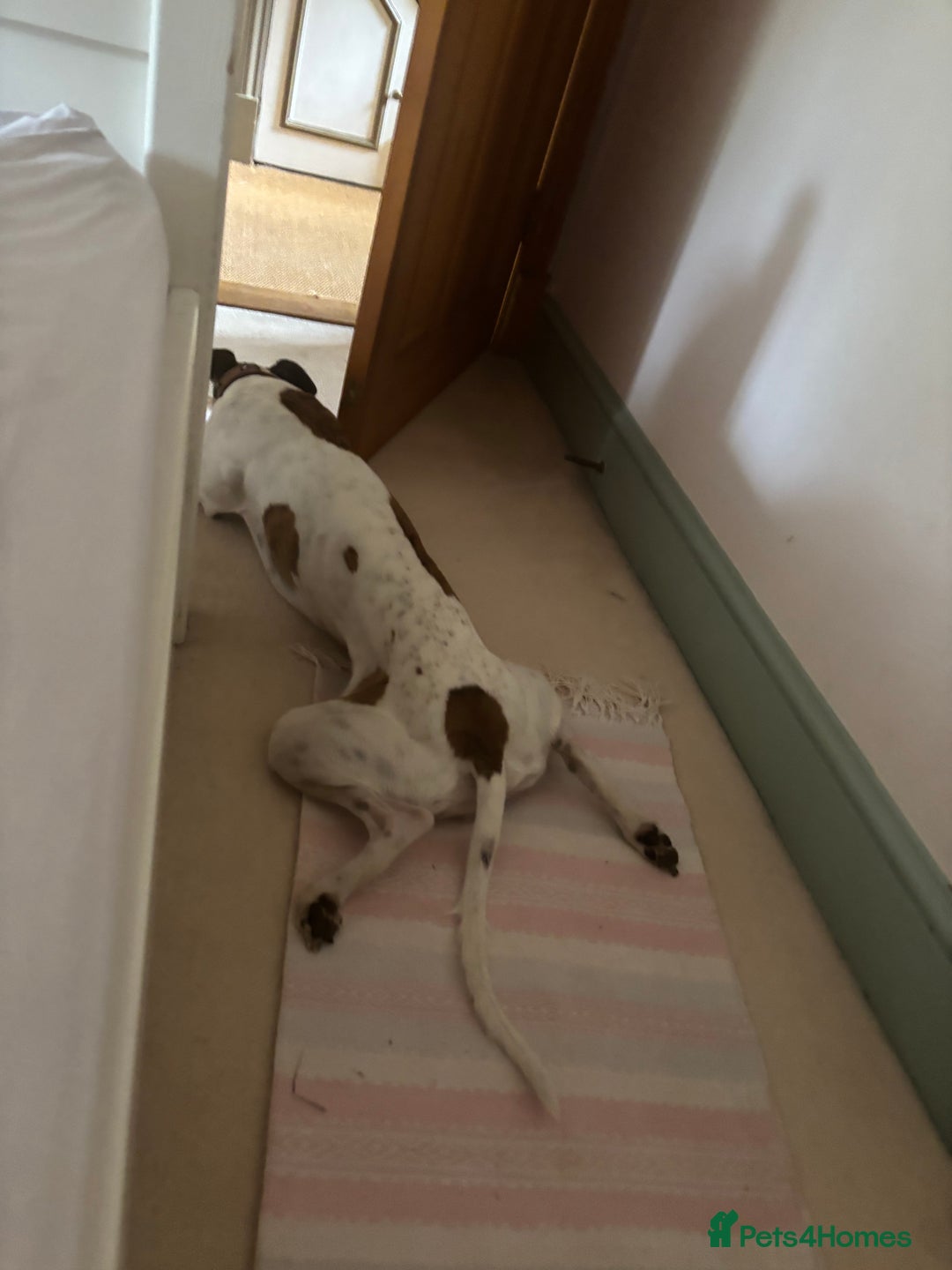 Whippet dogs for sale: K.c2 year old male whippet kennel club registered  - Image 8