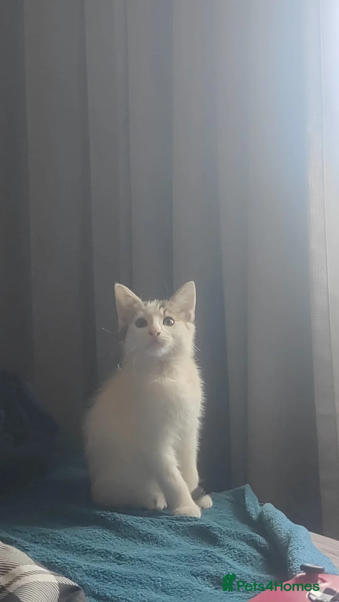 Mixed Breed cats for sale: 2 female kittens for sale  - Advert 2