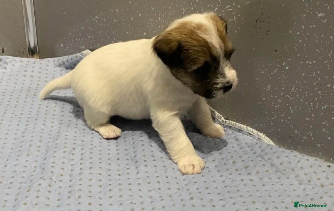 Parson Russell dogs for sale: Crufts winner 2024 Daughter Has Puppies KC Reg - Advert 7