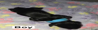 Cocker Spaniel 4