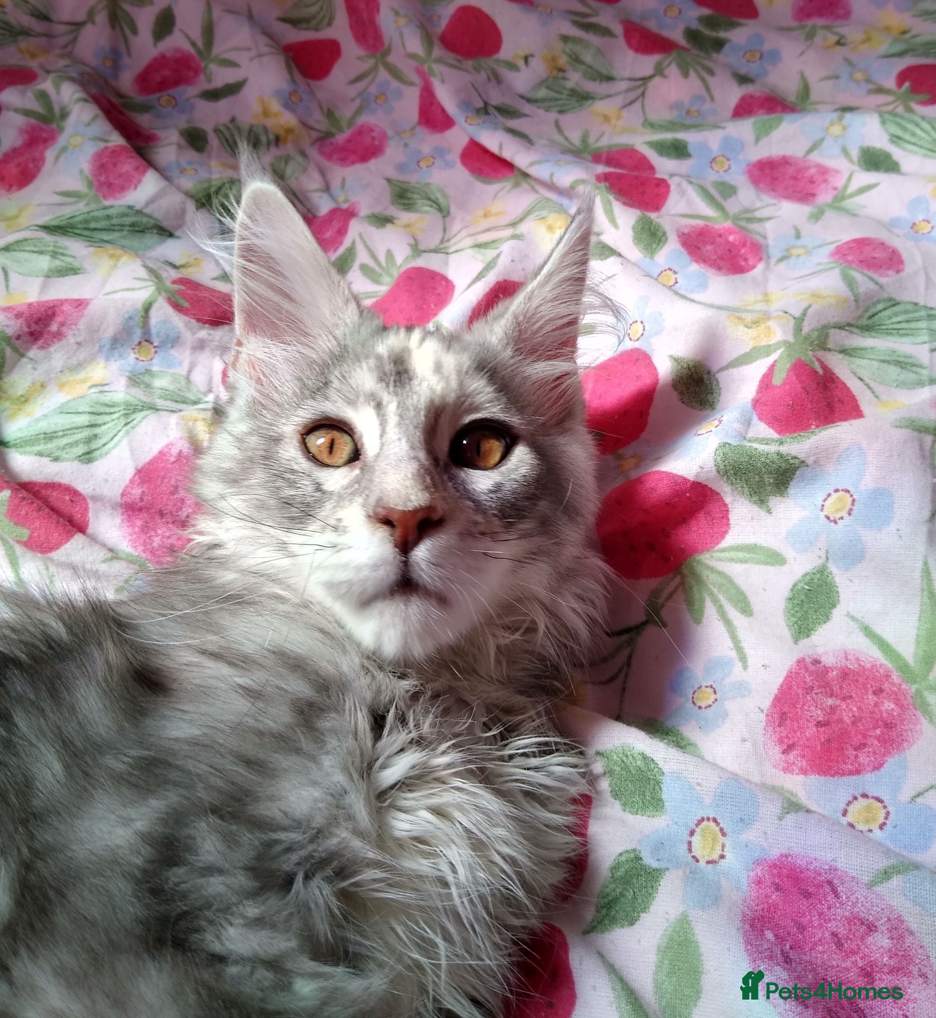Maine Coon cats Beautiful Maine Coon girl TICA REG - Advert 1
