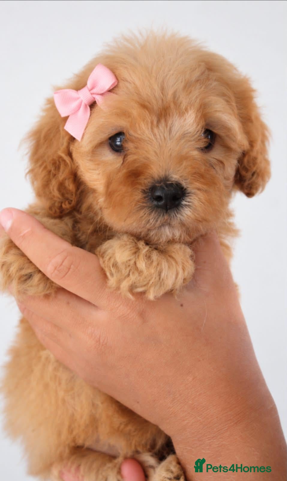 Poochon dogs for sale: Gorgeous Cavapoochon Puppies - Advert 2
