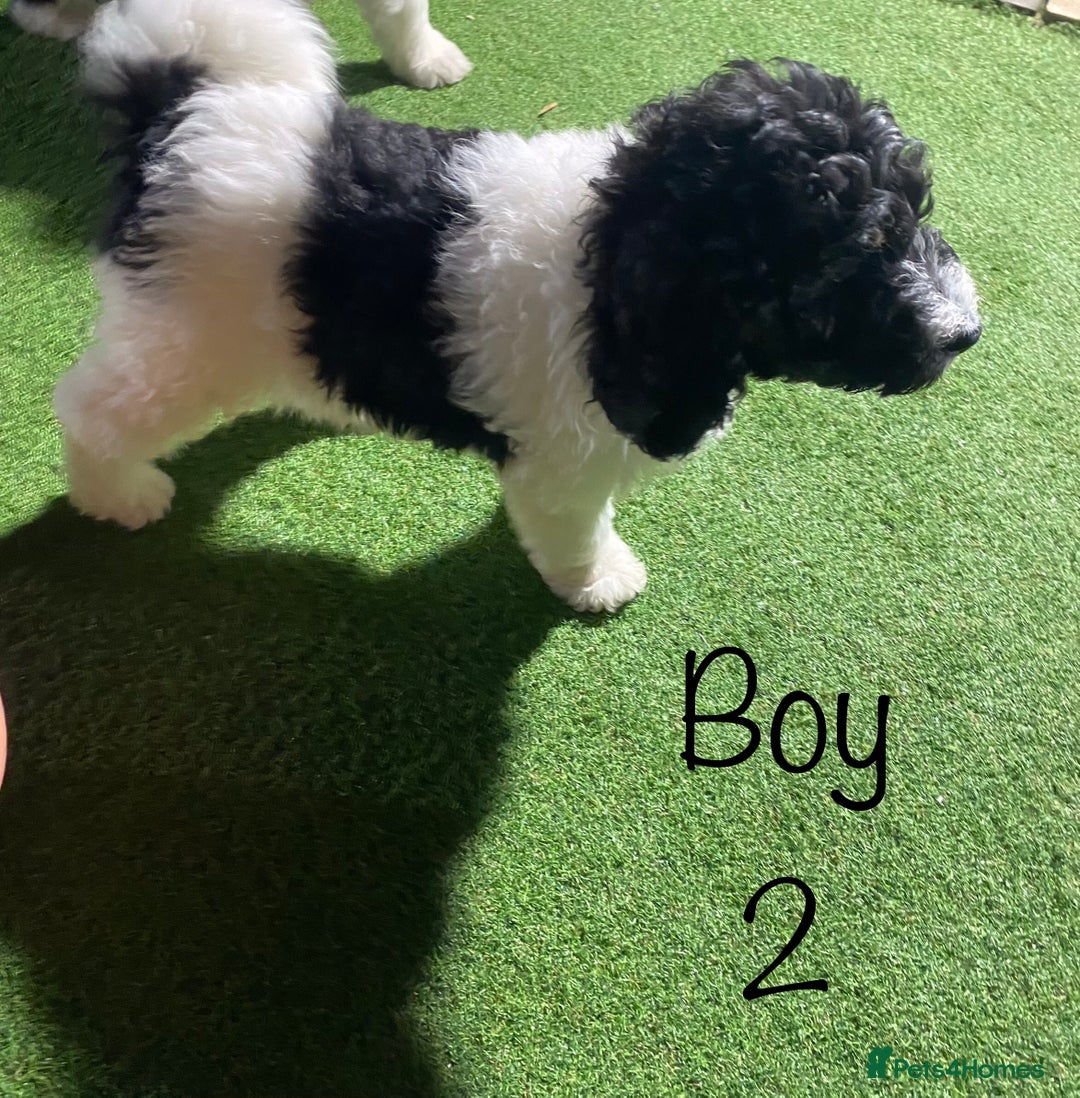 Bernedoodle dogs for sale: Tri-colour Bernedoodle  puppies  - Advert 1