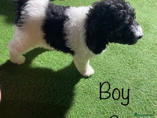 Bernedoodle dogs Tri-colour Bernedoodle puppies - Advert 1