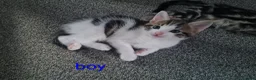 Mixed Breed cats for sale: Kittens - Advert 10