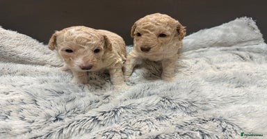 Cockapoo dogs - Advert 6