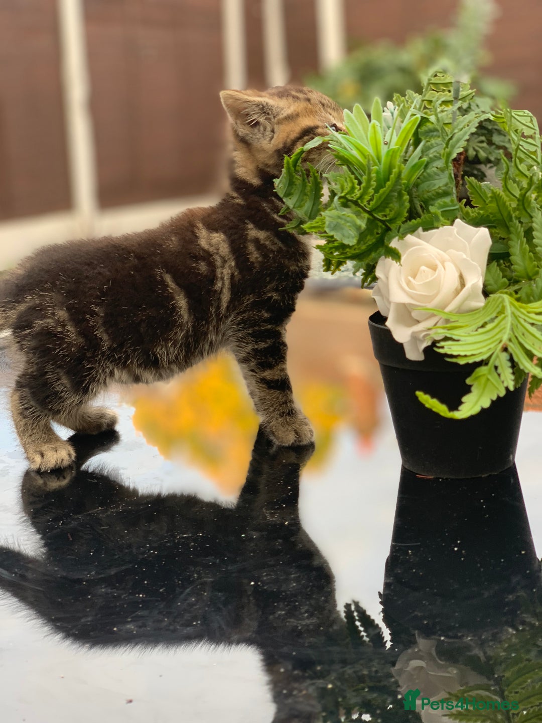 Toyger cats for sale: Tabby kittens  - Image 13