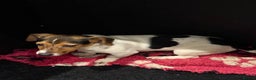 Jack Russell dogs for sale: Jack Russell male  - Advert 6