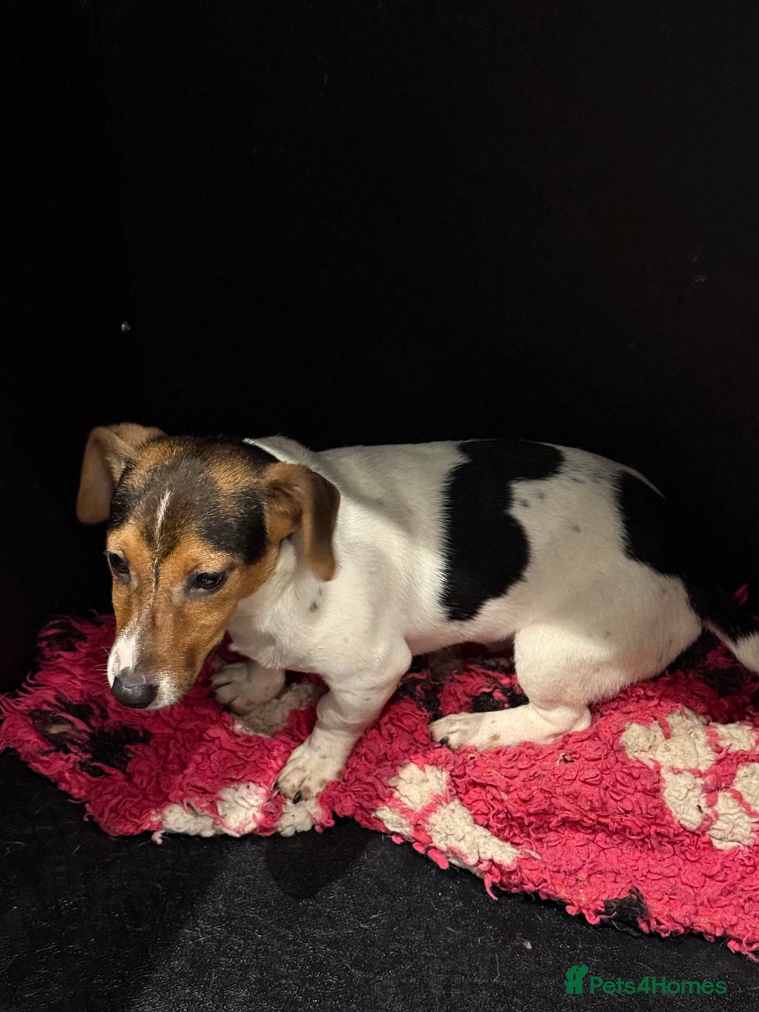 Jack Russell dogs for sale: Jack Russell male  - Advert 6