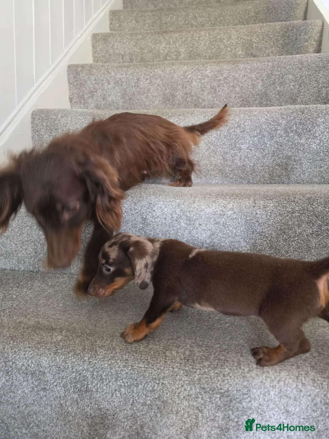 Miniature Dachshund dogs for sale: Chocolate Dapple girl - Advert 11