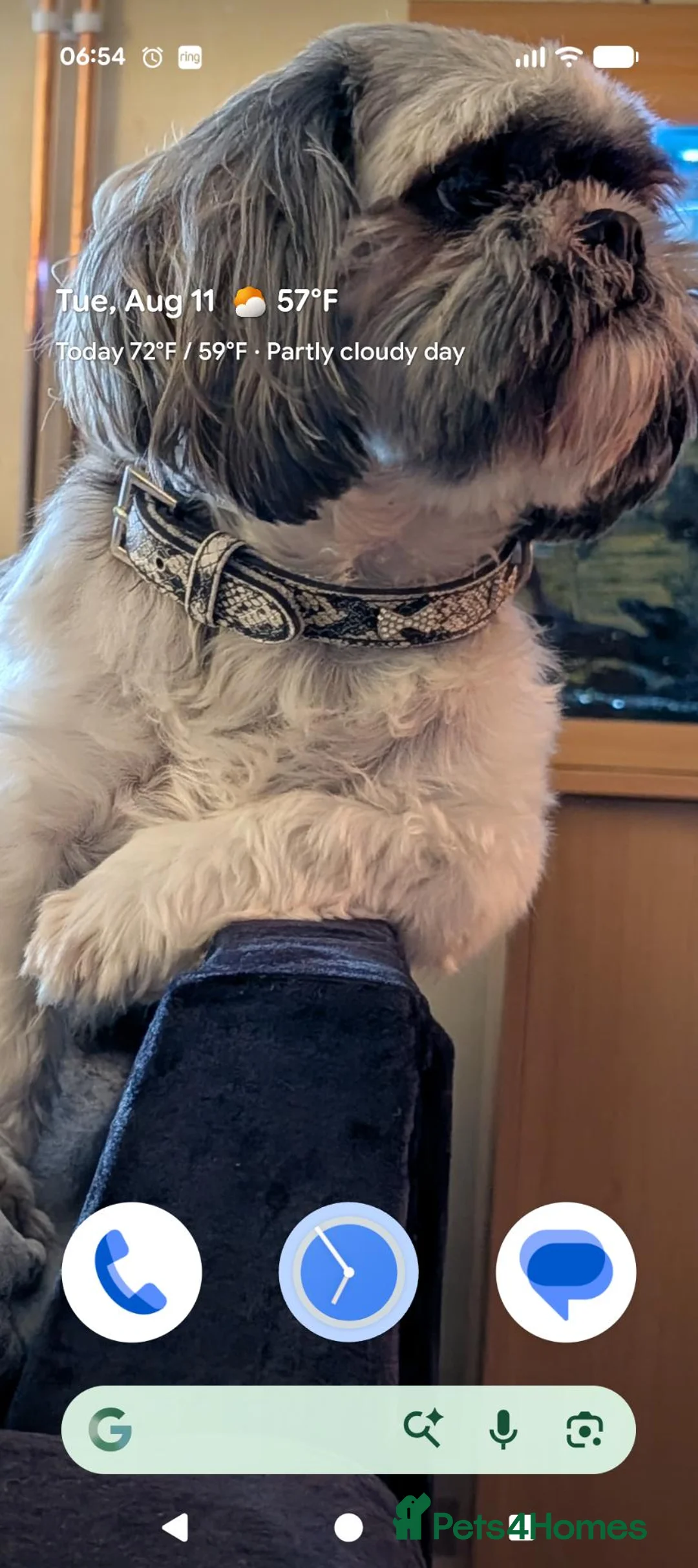 Shih Tzu dogs for sale: Shih Tzu puppys in Woodbridge - Advert 2