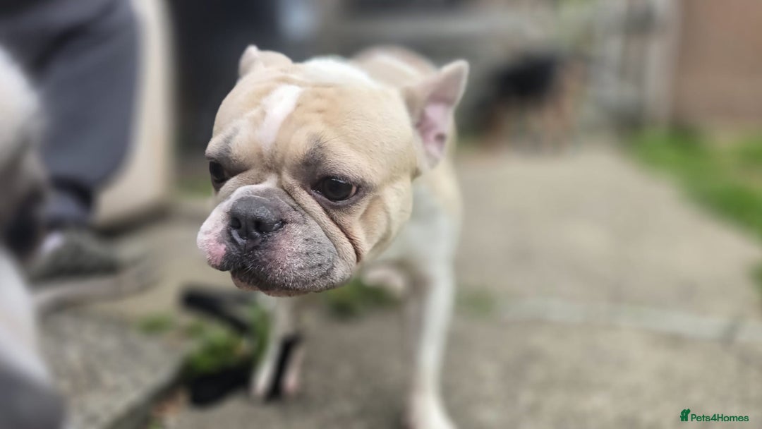 Mixed Breed dogs for sale: French bull dogs in Shrewsbury - Image 3