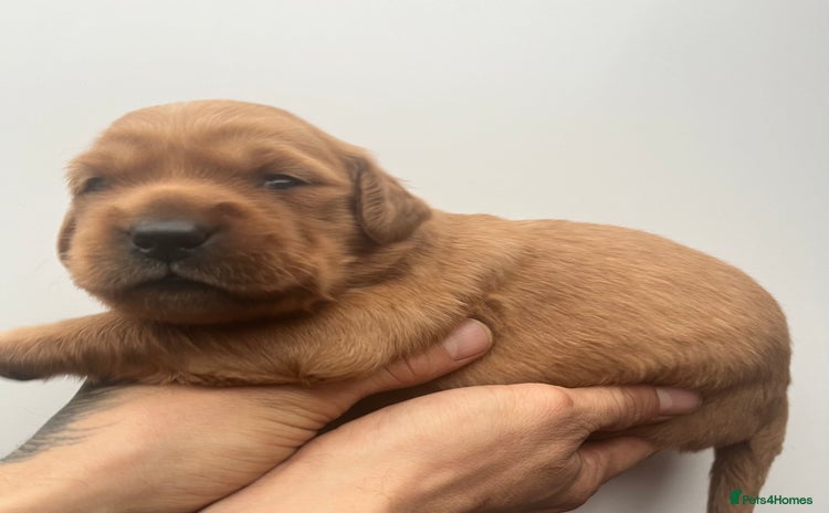 Golden Retriever dogs Genetically perfect sired pups  - Advert 5