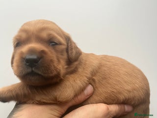 Golden Retriever dogs Genetically perfect sired pups - Advert 5