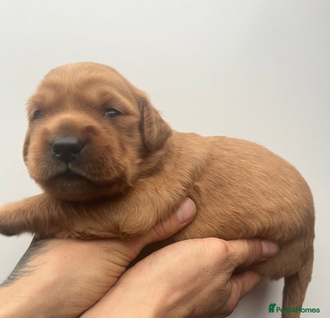 Golden Retriever dogs Genetically perfect sired pups - Advert 5