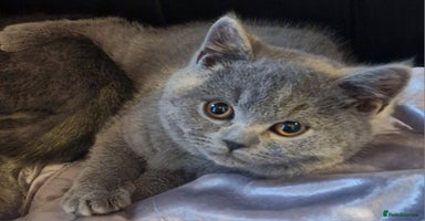 British Shorthair cats - Advert 2