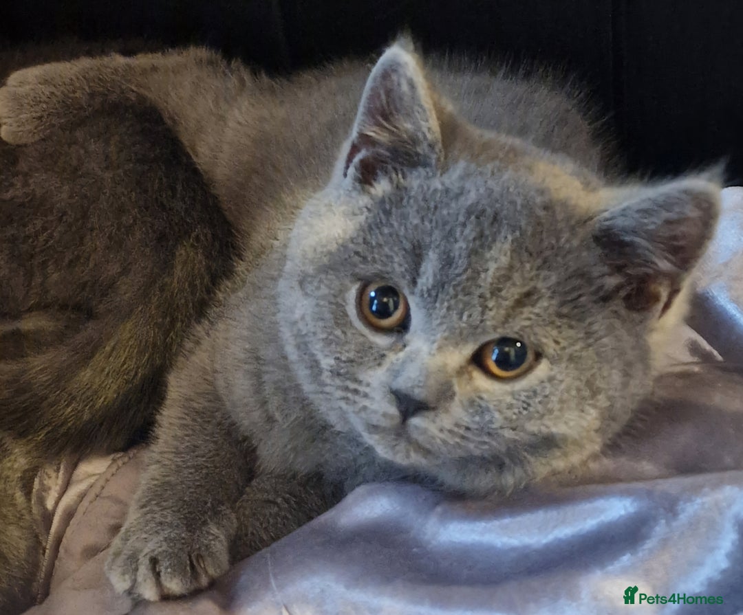 British Shorthair cats for sale: Gorgeous litter British Shorthair kittens  - Image 3