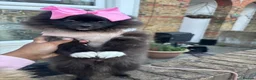 Pomeranian dogs for sale: Pomeranian Pup for Sale  - Advert 5