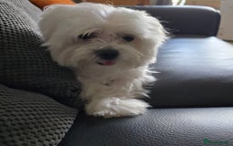 Maltese dogs for stud: Maltese kc health tested boy for Stud  - Image 4