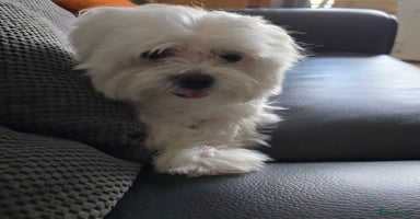 Maltese dogs - Advert 3