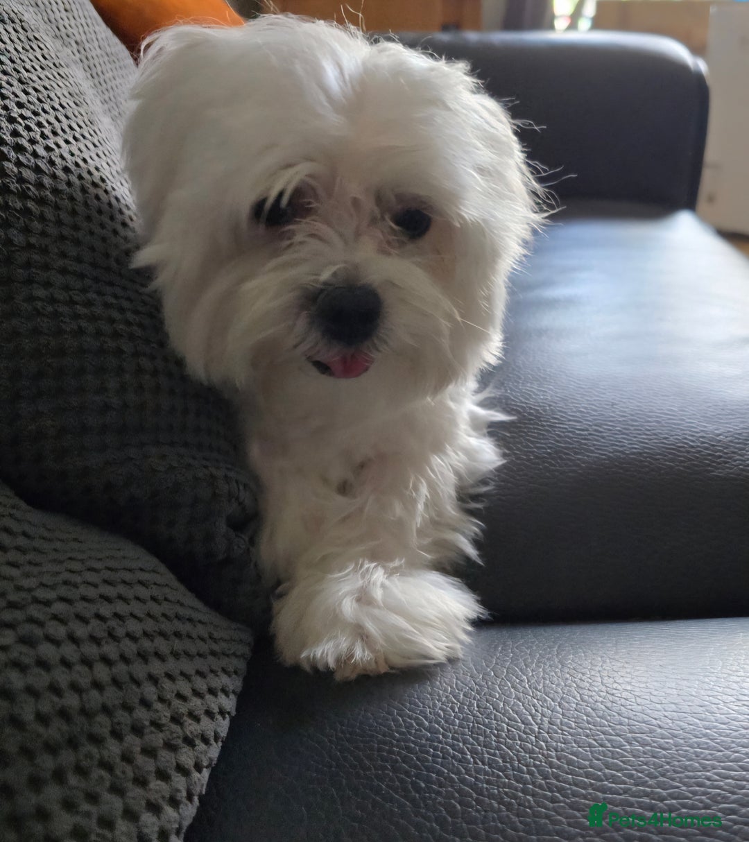 Maltese dogs for stud: Maltese kc health tested boy for Stud  - Image 4