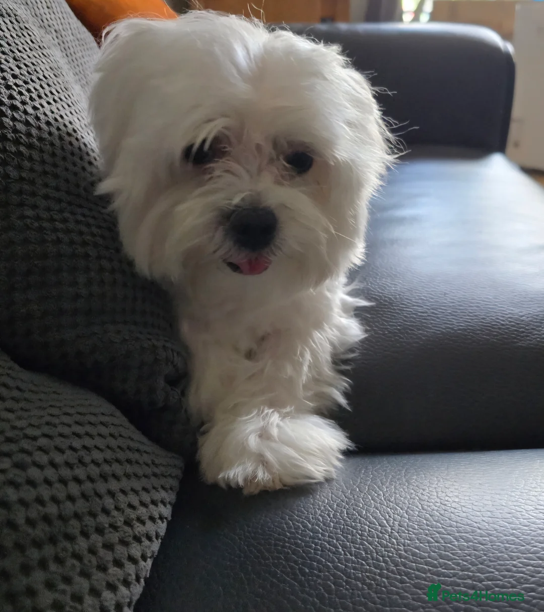 Maltese dogs for stud: Maltese kc champion lines health tested  for Stud  - Advert 5