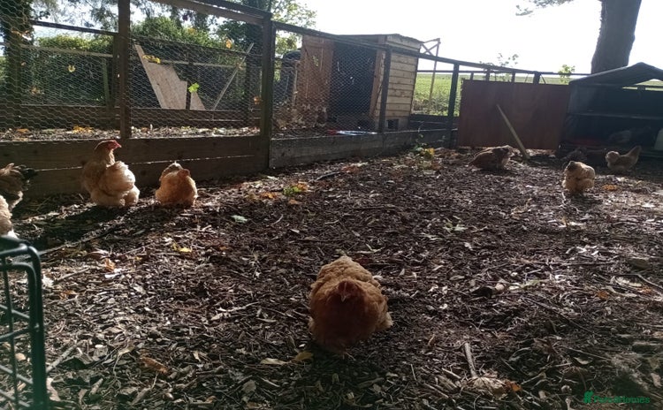 Chickens poultry - Advert 1
