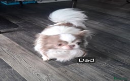 Chihuahua dogs for sale: Beautiful High Quality Long Coat Chihuahua Puppies - Image 10