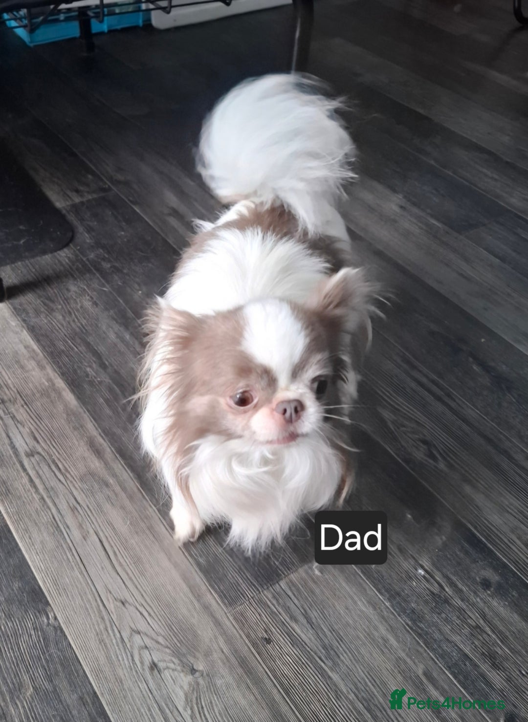 Chihuahua dogs for sale: Beautiful High Quality Long Coat Chihuahua Puppies - Image 10